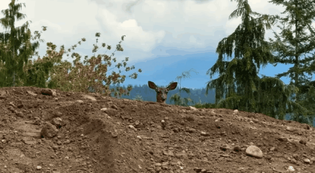 0. Oh Deer