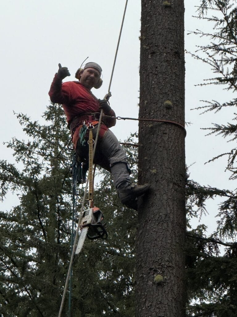 15. Lumber from the land