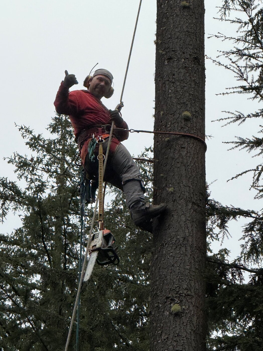 15. Lumber from the land