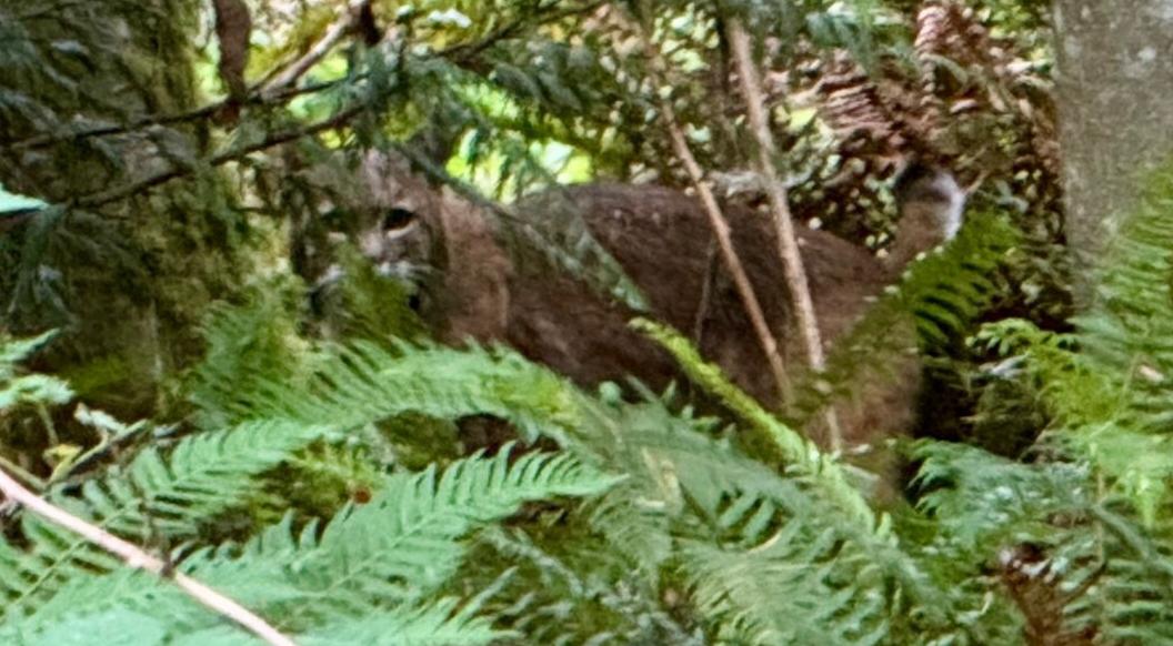 June 23-28 – Oh Deer & Bobcat